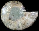 Agatized Ammonite Fossil (Half) #46532-1